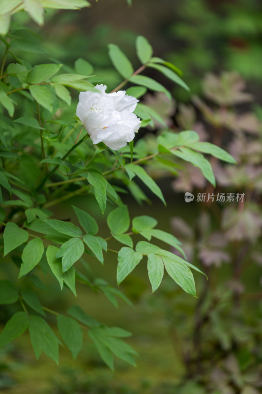 唯美盛开的牡丹花特写