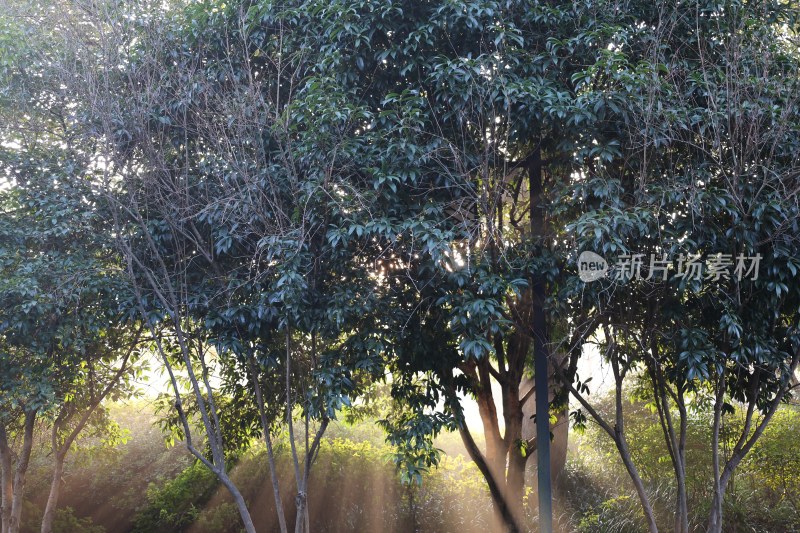 阳光穿透树叶洒下的林间自然景象