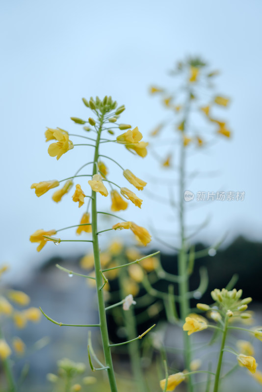 带水珠的黄色油菜花近景特写