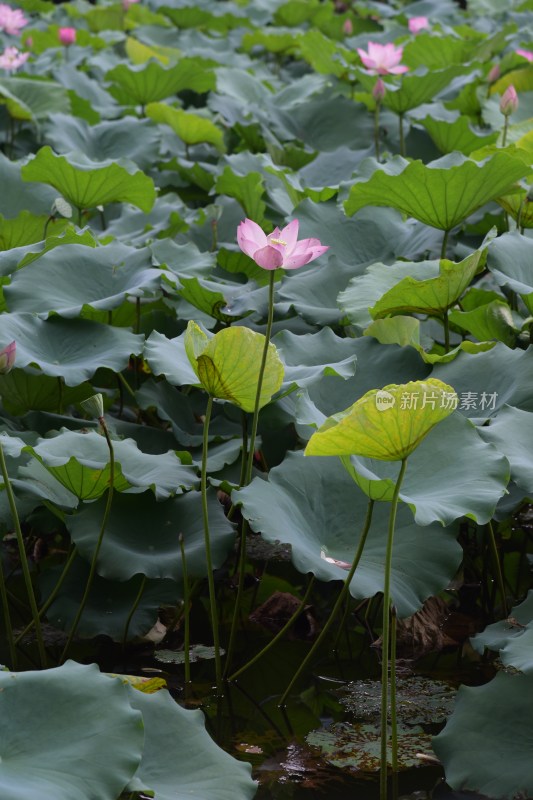 广东东莞：清溪公园荷花盛开