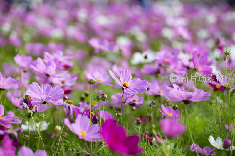 春天里盛开的格桑花