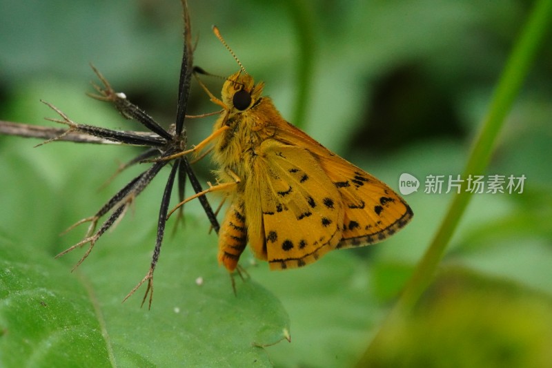 草丛中以花蜜为食的昆虫