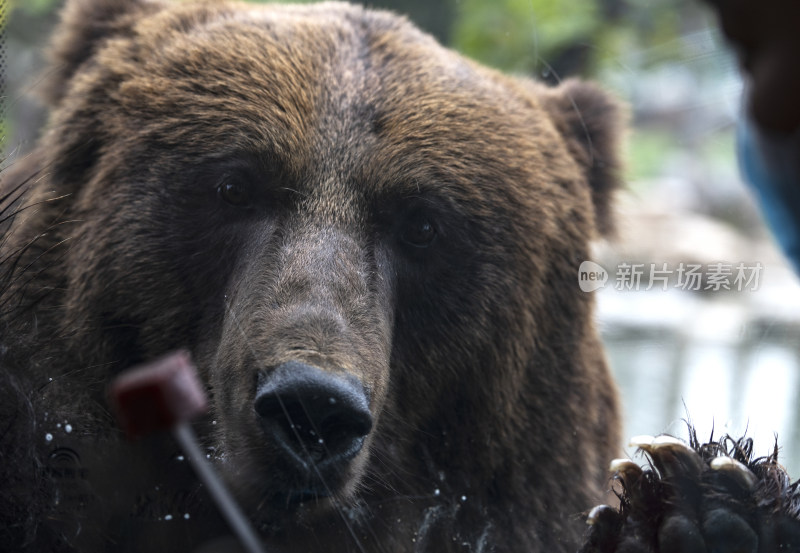 北京野生动物园棕熊
