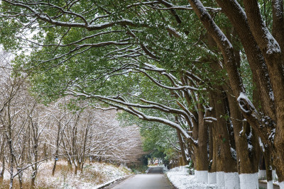 南方雪景