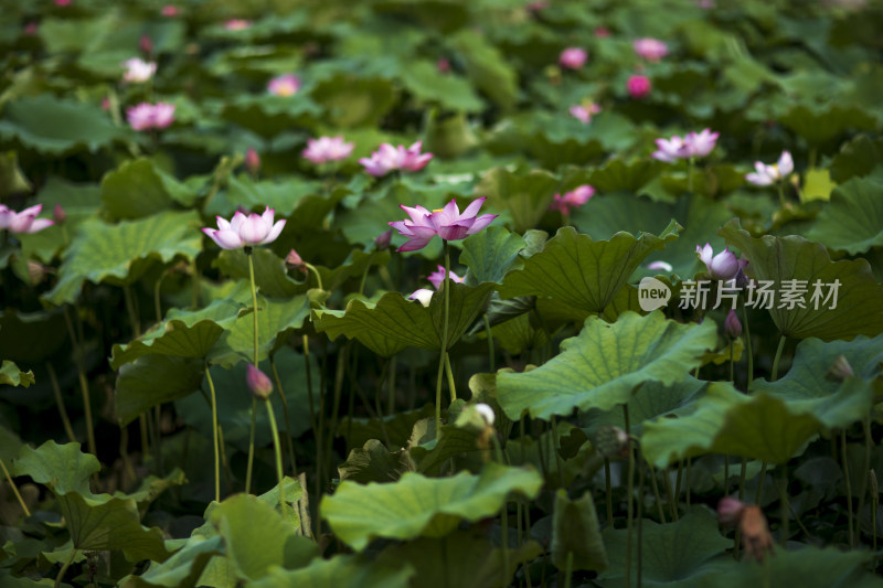 夏季公园荷塘荷叶丛中荷花特写