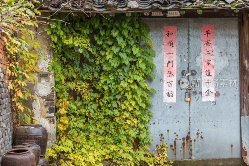 秋天寺院金黄银杏 苏州太平禅寺