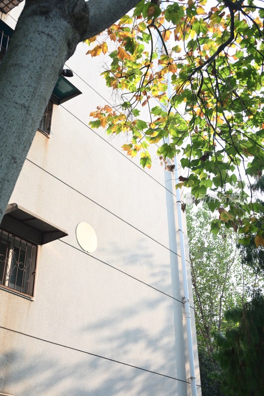 建筑旁枝叶繁茂的树木