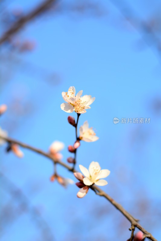 桃花花苞花蕊