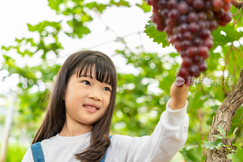 小女孩观察葡萄