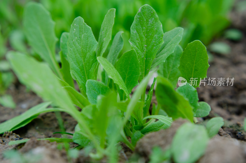 春季菜园的青菜幼苗