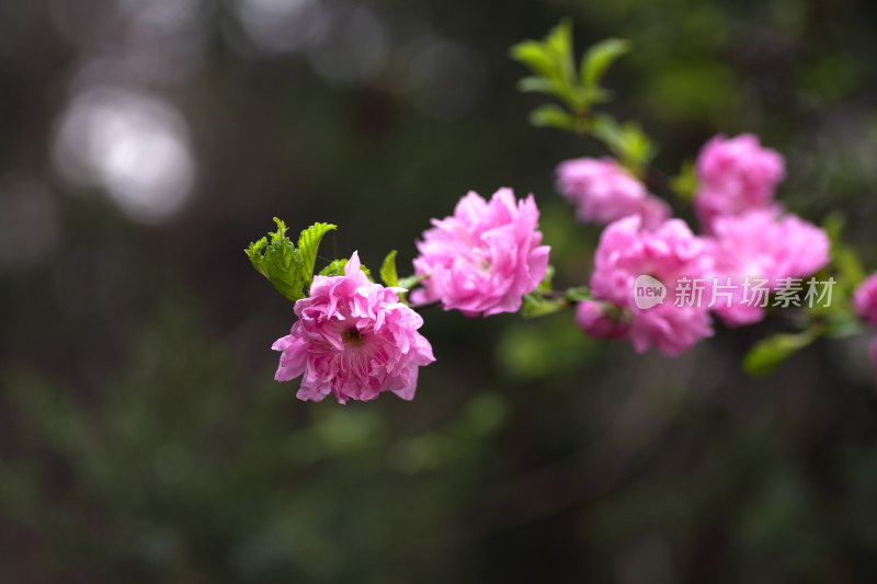 花朵特写