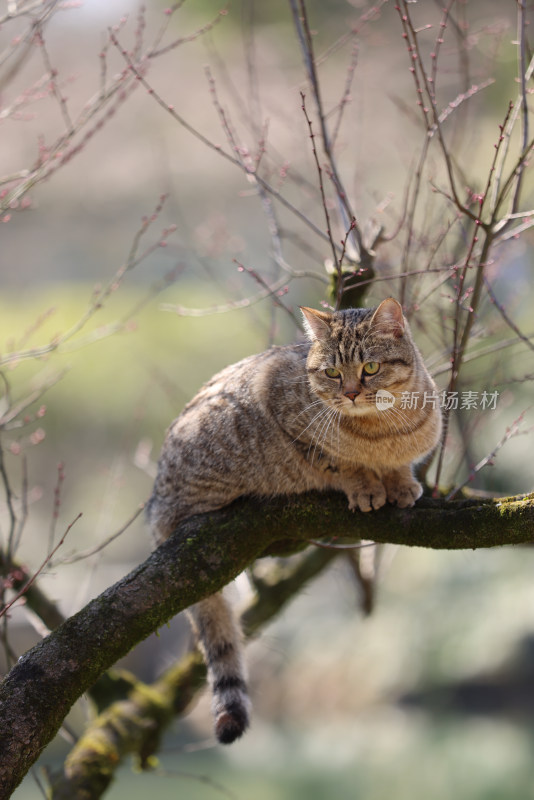 杭州西湖花港观鱼的流浪猫狸花猫