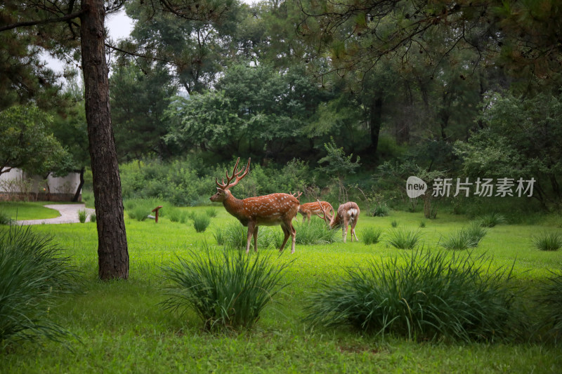 绿色草坪梅花鹿吃草游玩