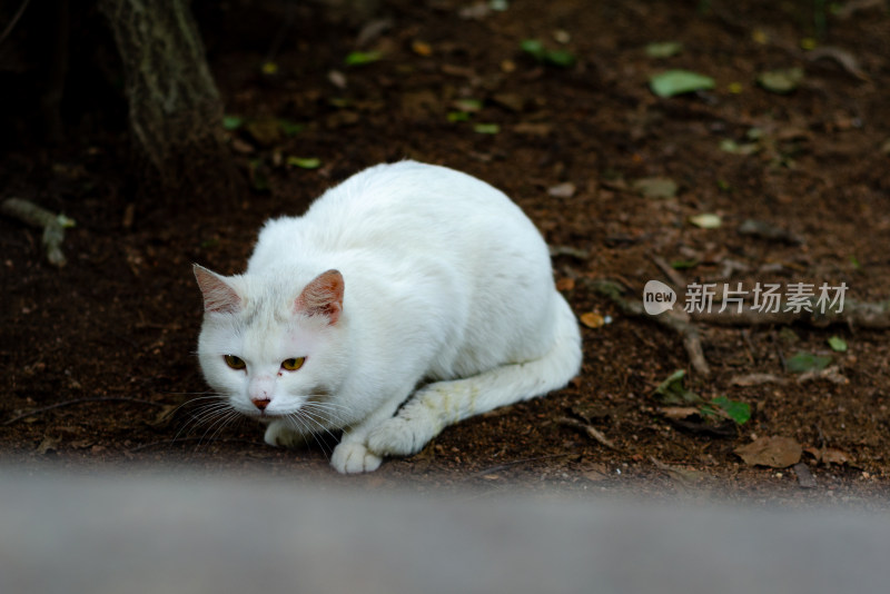 公园里一只白色的流浪猫正在觅食