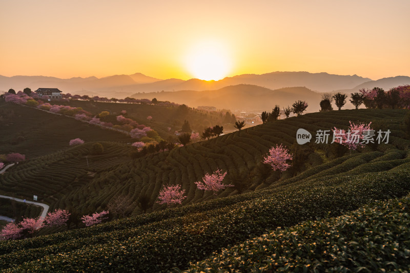 龙岩永福台品樱花茶园