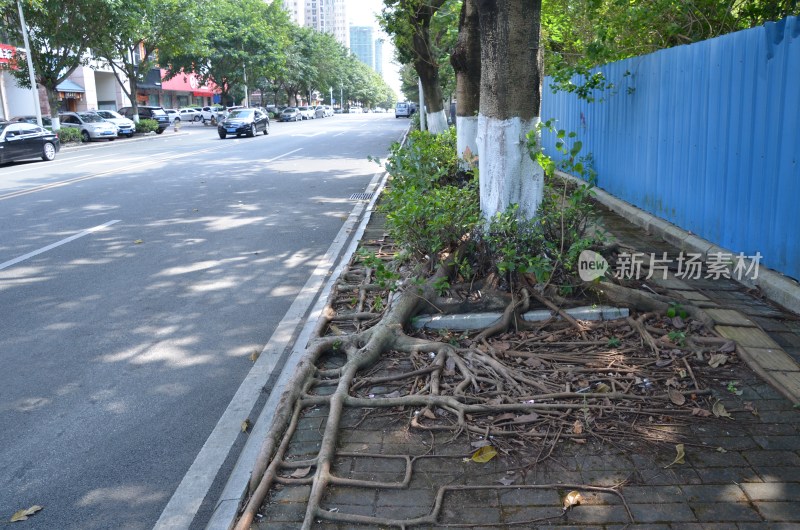 广东东莞：行道树树根外露