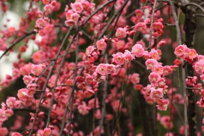 粉红色春梅花海实拍背景