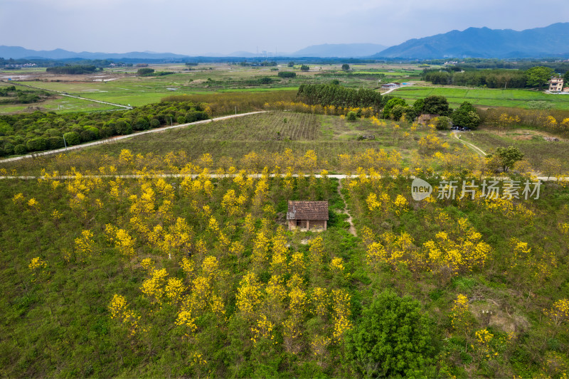 广东韶关黄花风铃木种植基地航拍