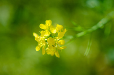 黄色油菜花花微距特写