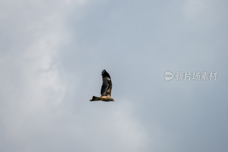 空中飞翔的鹰鸟