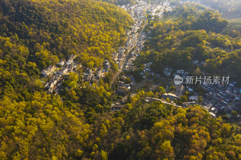 春天杭州西湖龙井茶园翁家山狮峰茶园