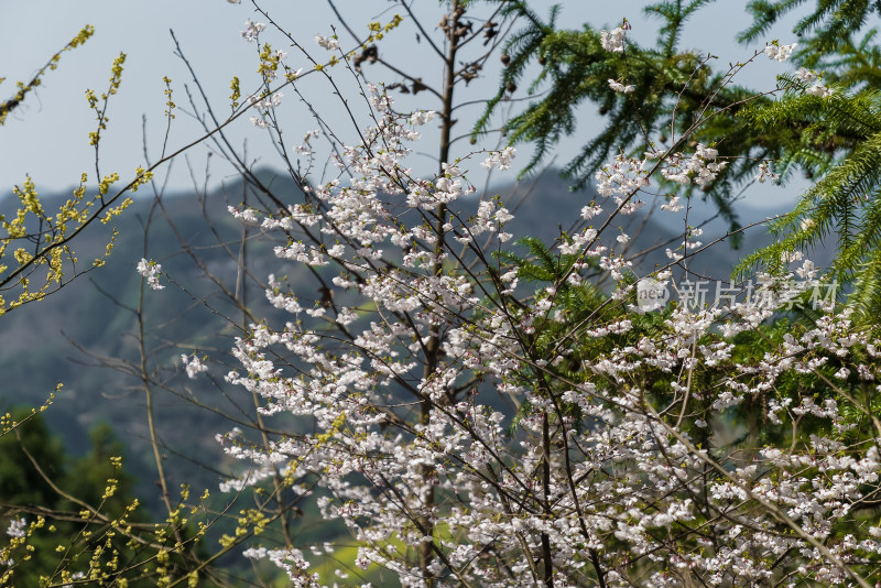 春天盛开的花朵