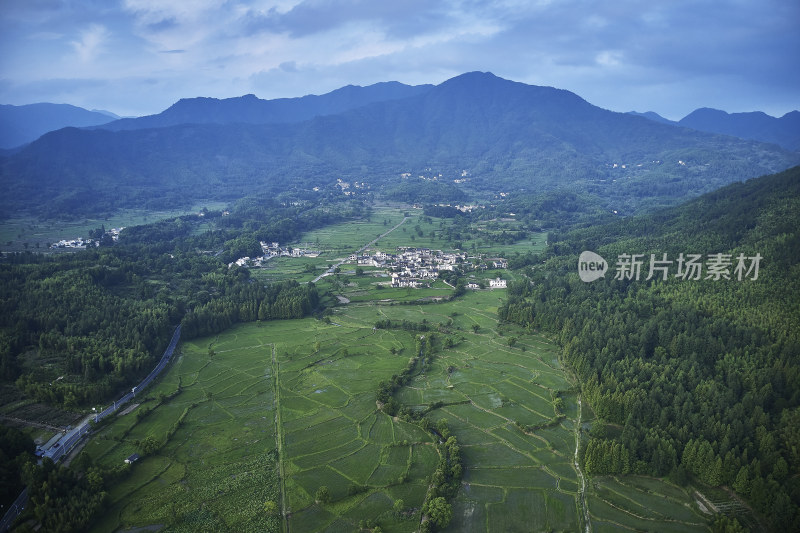 绿油油的稻田