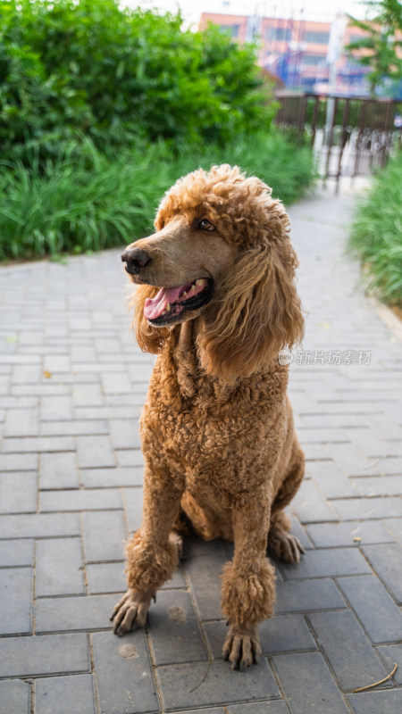 贵宾犬贵妇犬在路边