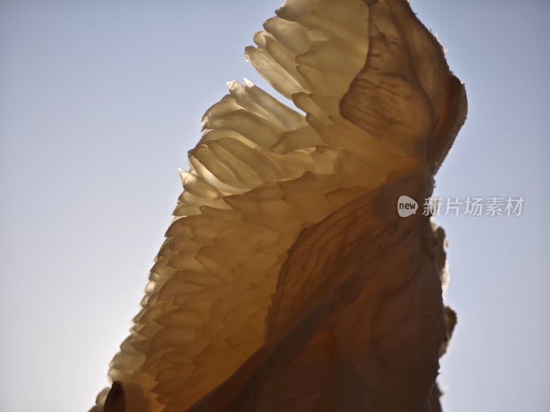 近景特写柚子果肉的饱满多汁