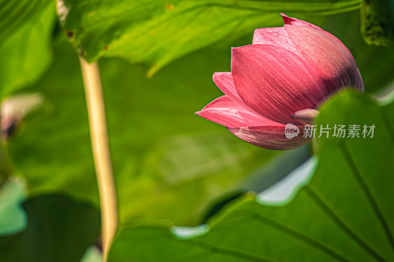 雨后荷花上的水珠