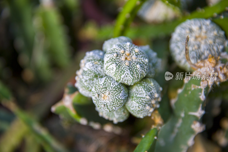 花花草草仙人植物