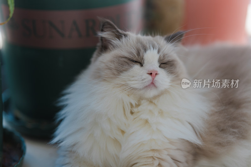 布偶猫的特写肖像