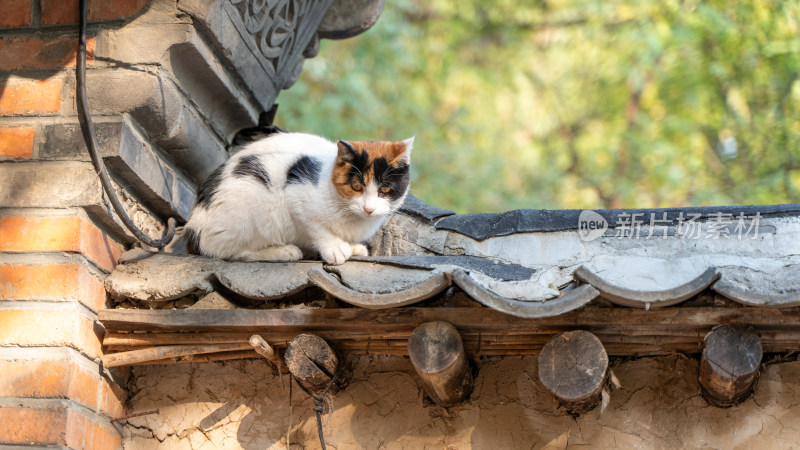 传统建筑上的可爱猫咪