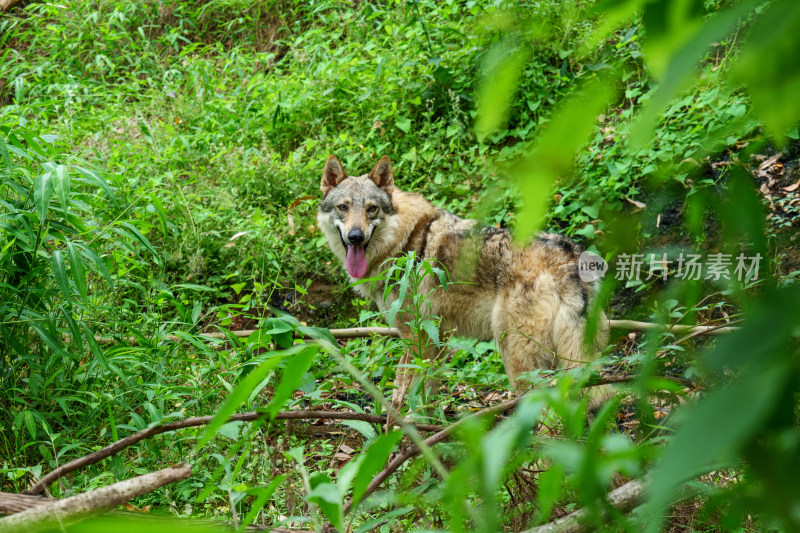 户外的狼狗