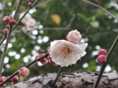 枝头绽放的白梅花特写