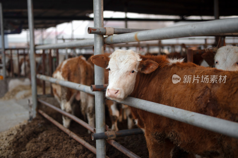 畜牧养殖肉牛养殖