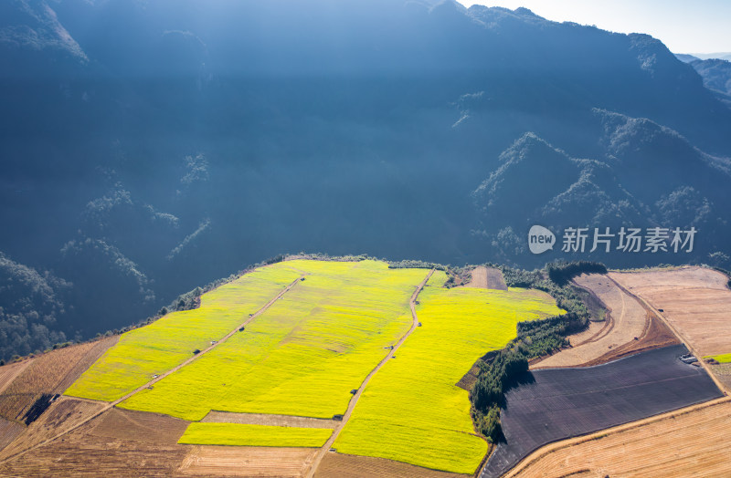 山间油菜花田地