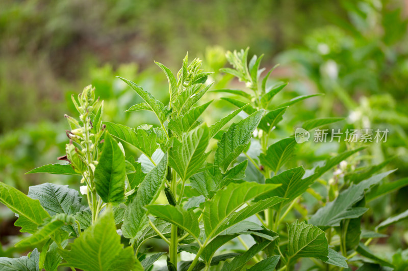 开花结果的芝麻田