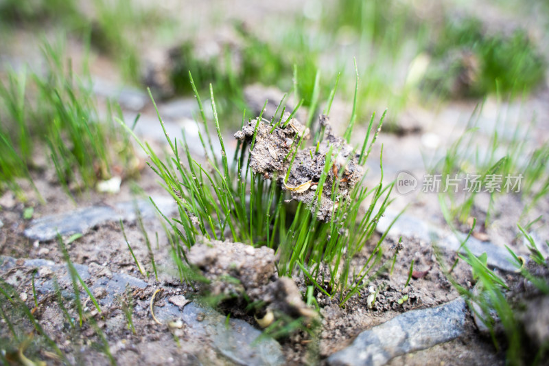 小草发芽顶开泥土