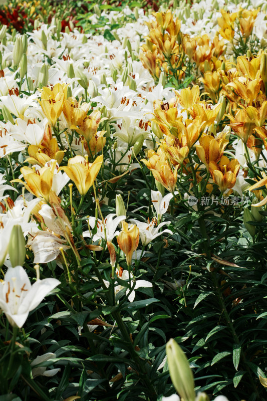 北京花乡公园百合花