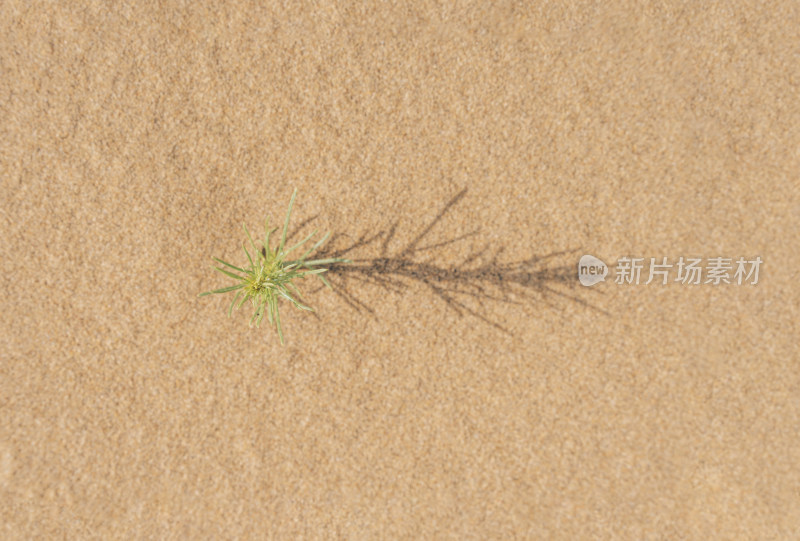 内蒙古乌兰布和沙漠中的一棵绿色植物