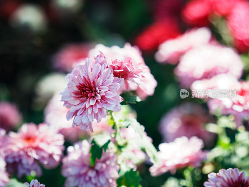 粉色菊花特写