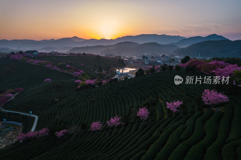 福建龙岩永福台品樱花茶园