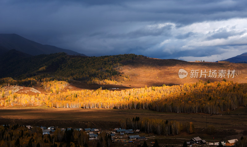 秋天被白桦林包围的新疆禾木村