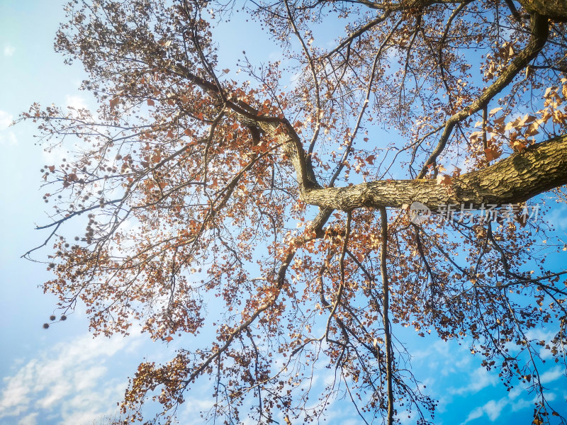 蓝天下秋天枯黄树叶植物摄影图