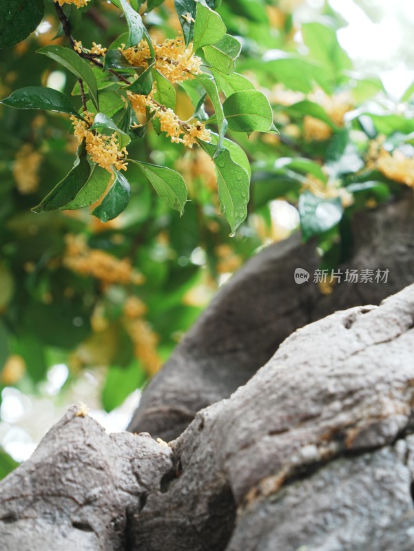 下雨天桂花树枝头挂满水珠