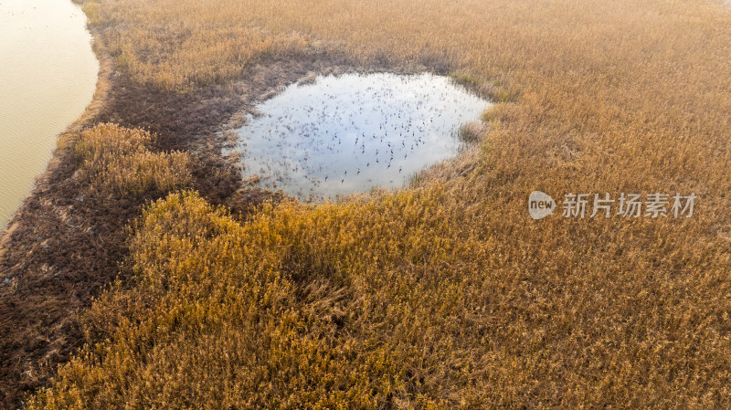 杭州大江东大湾区湿地公园候鸟栖息地