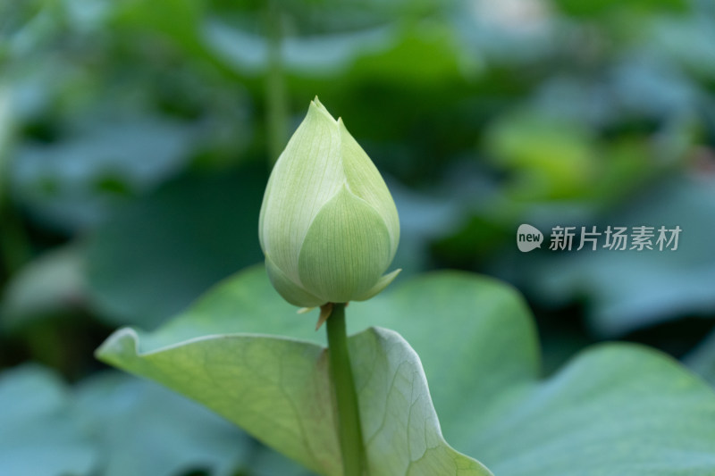 夏天盛开的荷花莲花花苞