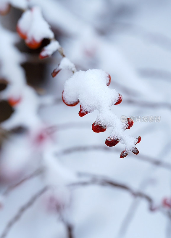 植物上的积雪素材