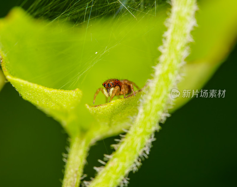 绿叶上的跳蛛